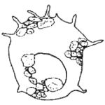 Centropyxis decloitrella