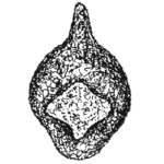 Centropyxis chardezi