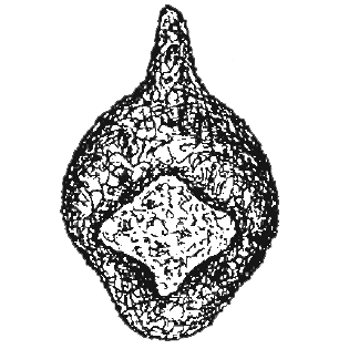 Centropyxis chardezi