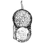 Centropyxis platystoma armata