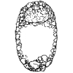 Centropyxis constricta