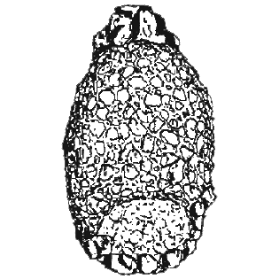 Centropyxis constricta