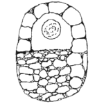 Centropyxis invaginata