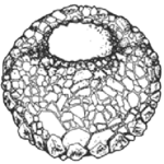 Centropyxis orbicularis