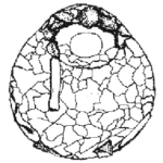 Centropyxis sylvatica