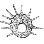 Centropyxis aculeata tropica