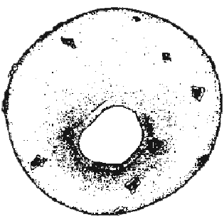Centropyxis laevigata