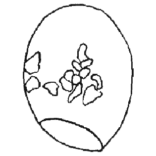 Centropyxis sacciformis