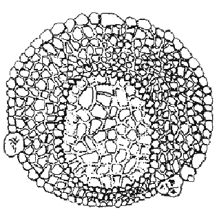 Centropyxis latior