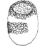 Centropyxis marsupiformis