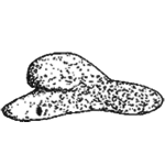 Centropyxis recurvata