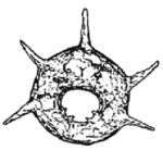 Centropyxis aculeata dentistoma