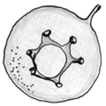 Centropyxis delicatula