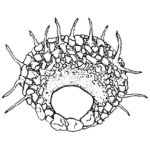 Centropyxis hemisphaerica