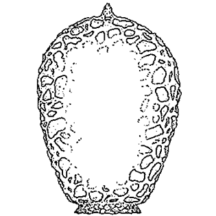Difflugia ampullula