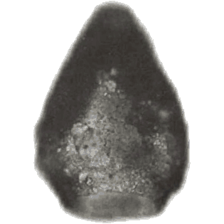 Difflugia maxilabiosa