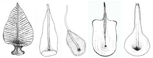 Pterocystis